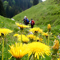 Angebot "Wandern"